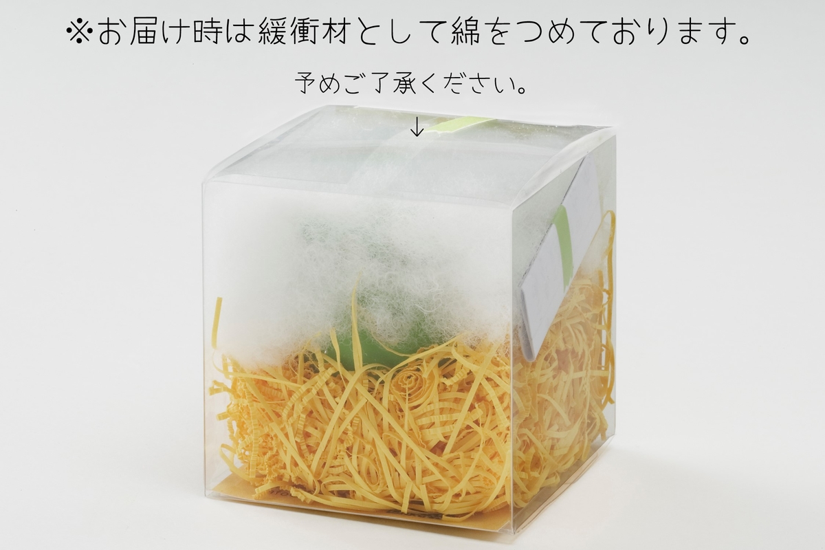 オカメインコ モノクロカラー オカメインコ WFパイド R4 7/16撮影